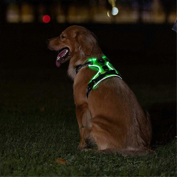 Night Safety Dog Harness